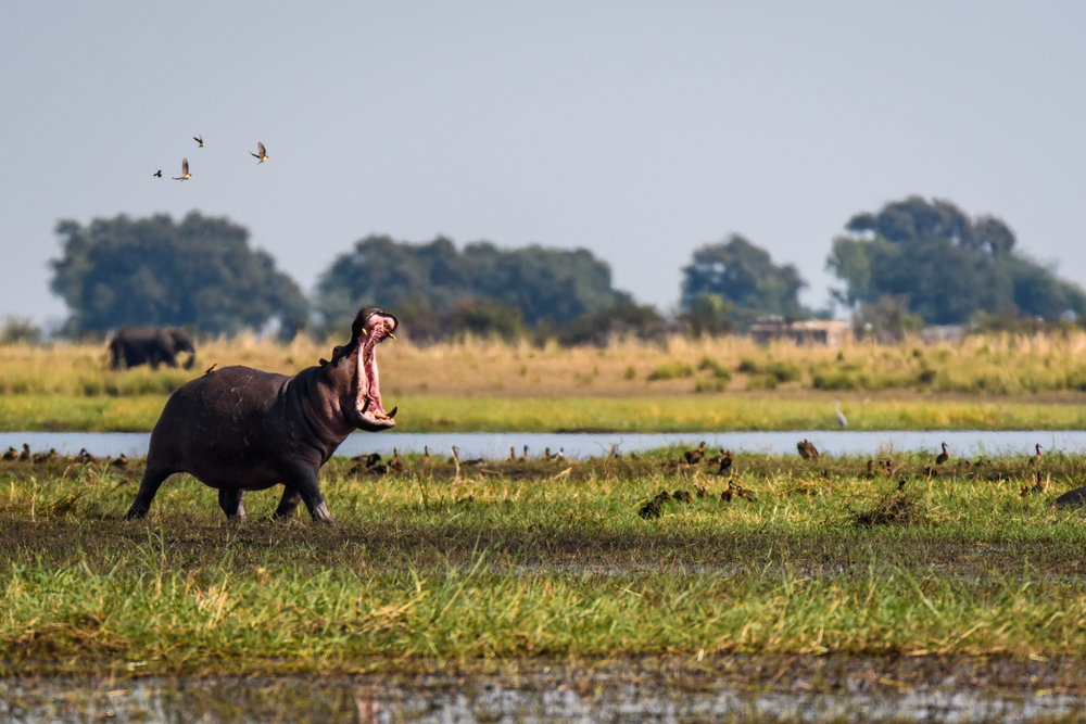 Des hippopotames au bord d'une rivière dans un parc national du Botswana
