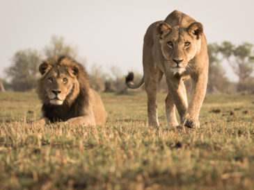 Des lions dans un parc national au Botswana