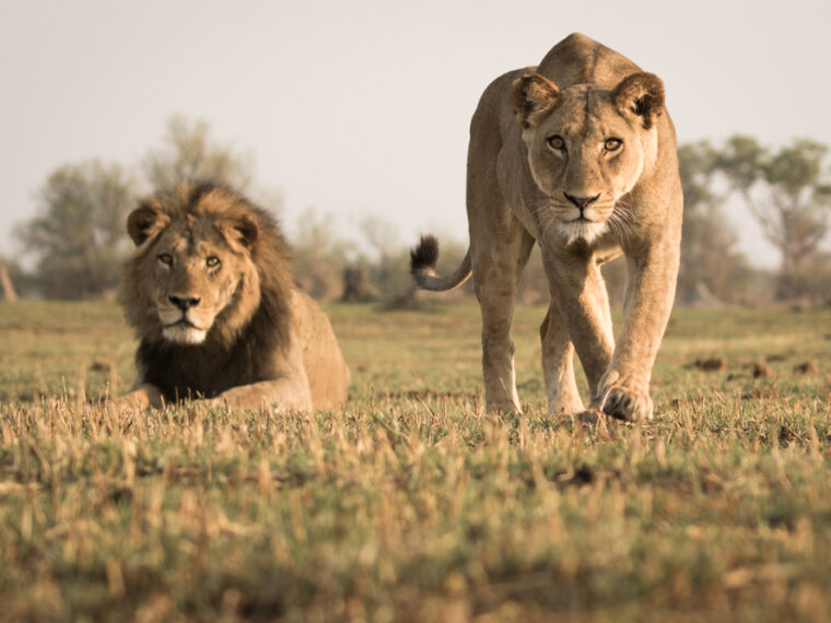 Des lions dans un parc national au Botswana